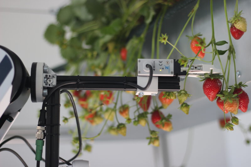 Roboter erntet Erdbeeren