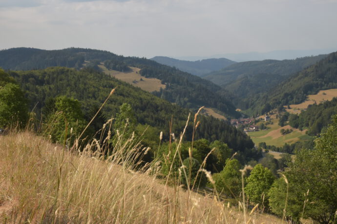 Allmendweiden im Schwarzwald