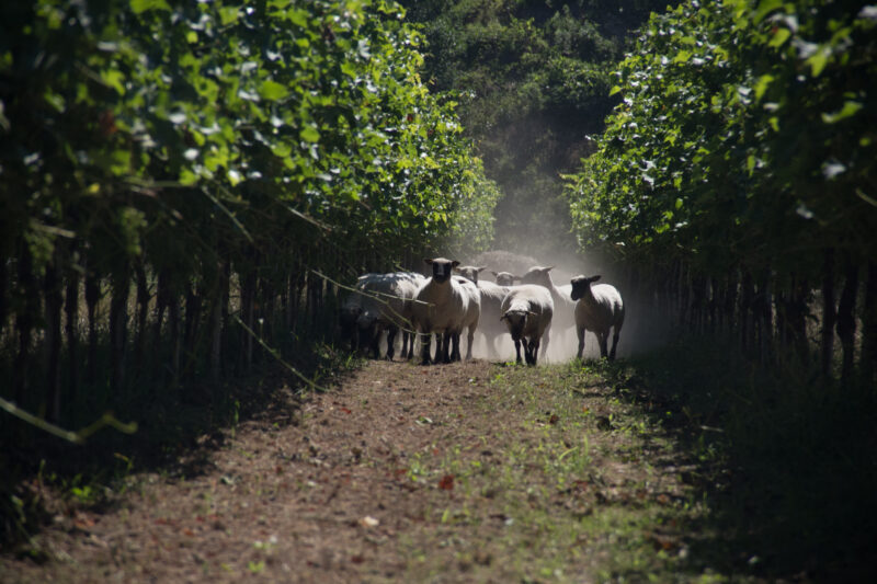 Schafe im Weinberg