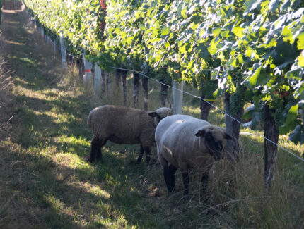 Schafe im Weinberg