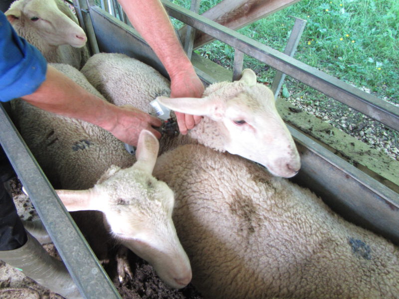 Schafe impfen
