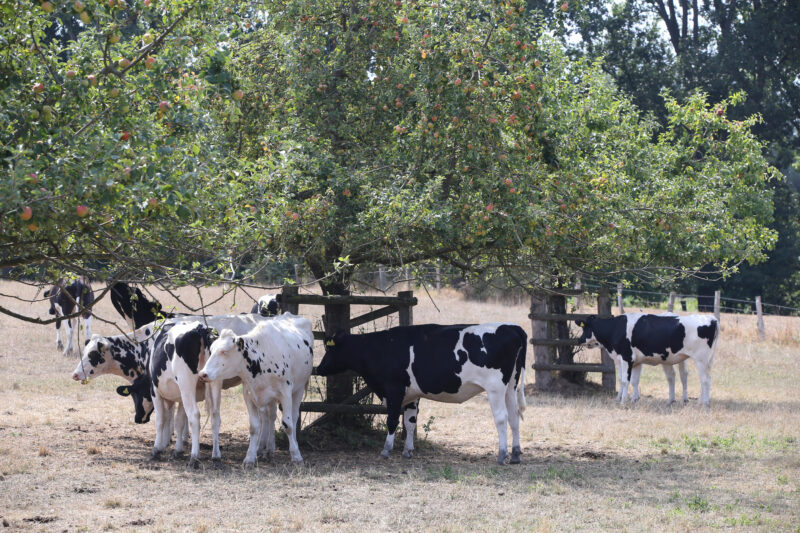 Kühe suchen in der Mittagshitze Schatten unter den Apfelbäumen einer Streuobstwiese