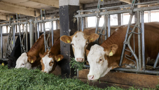Kühe fressen Grünfutter im Stall