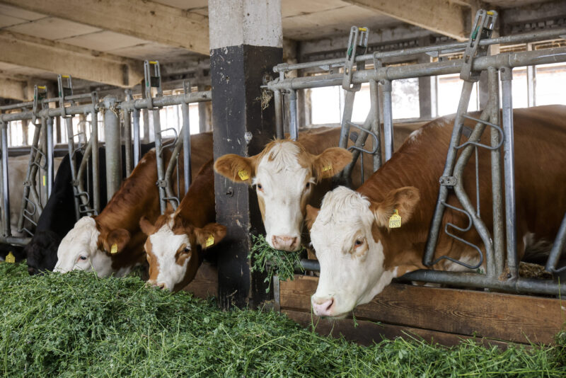 Kühe fressen Grünfutter im Stall