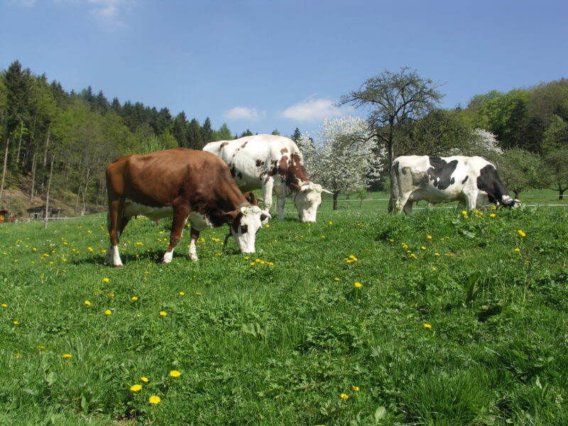 Kühe weiden im Frühjahr