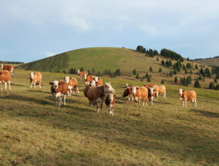 Rinder auf einer Weide im Schwarzwald