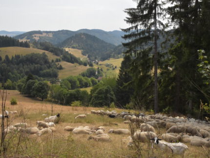 Ziegen und Schafe beim Weiden im Münstertal