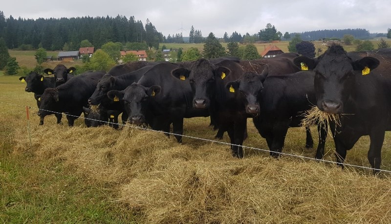 Angus-Limousin-Rinder Schonach Höflebauer-Hof Familie Kienzler