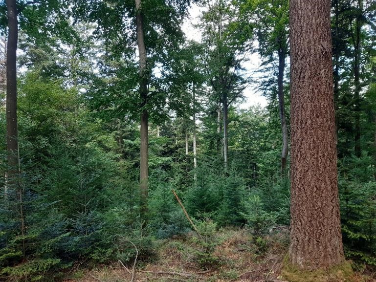 Mischwald Wald